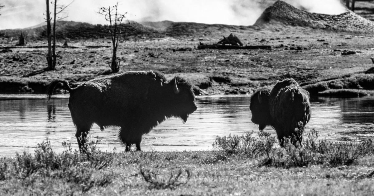 Bison gores Yellowstone customer, tosses her 10 toes, park officials say