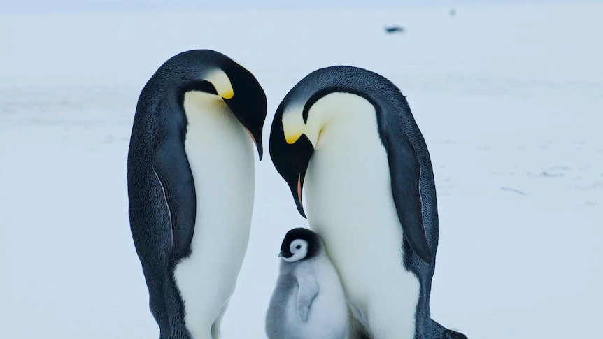 Emperor penguin at critical danger of extinction as a consequence of climate change