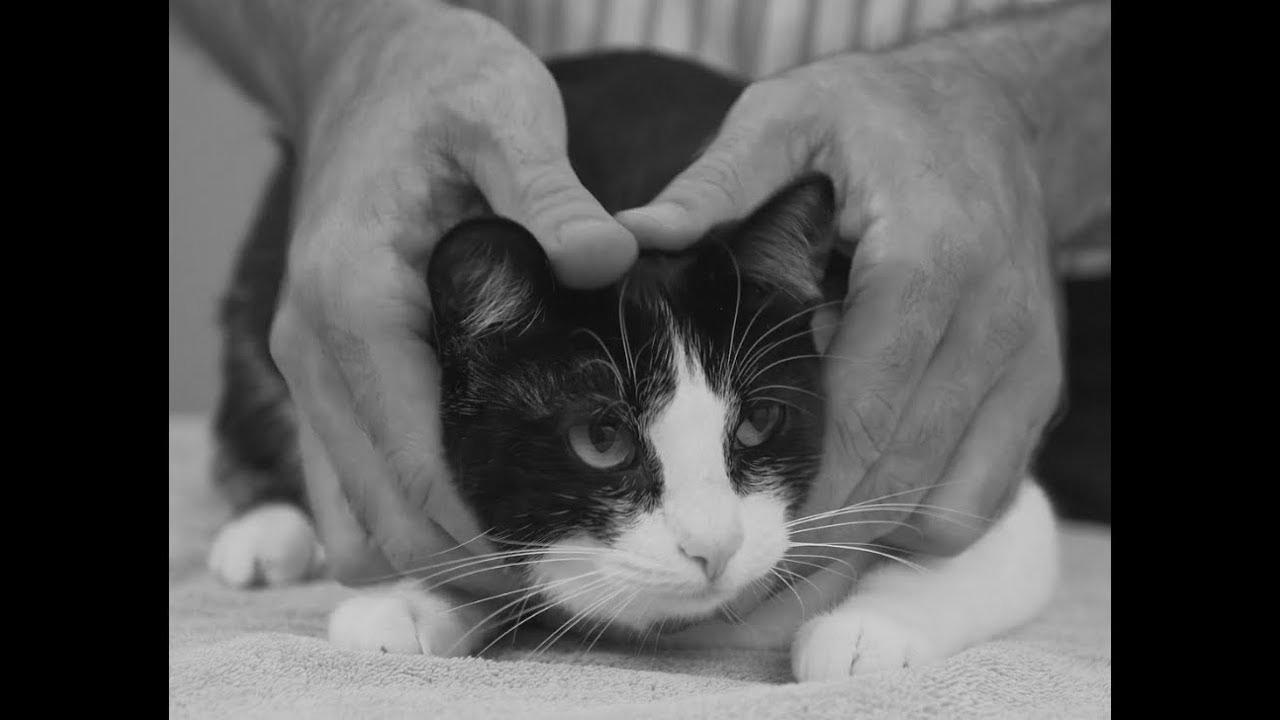  pick up a cat like a professional – Vet recommendation on cat dealing with.