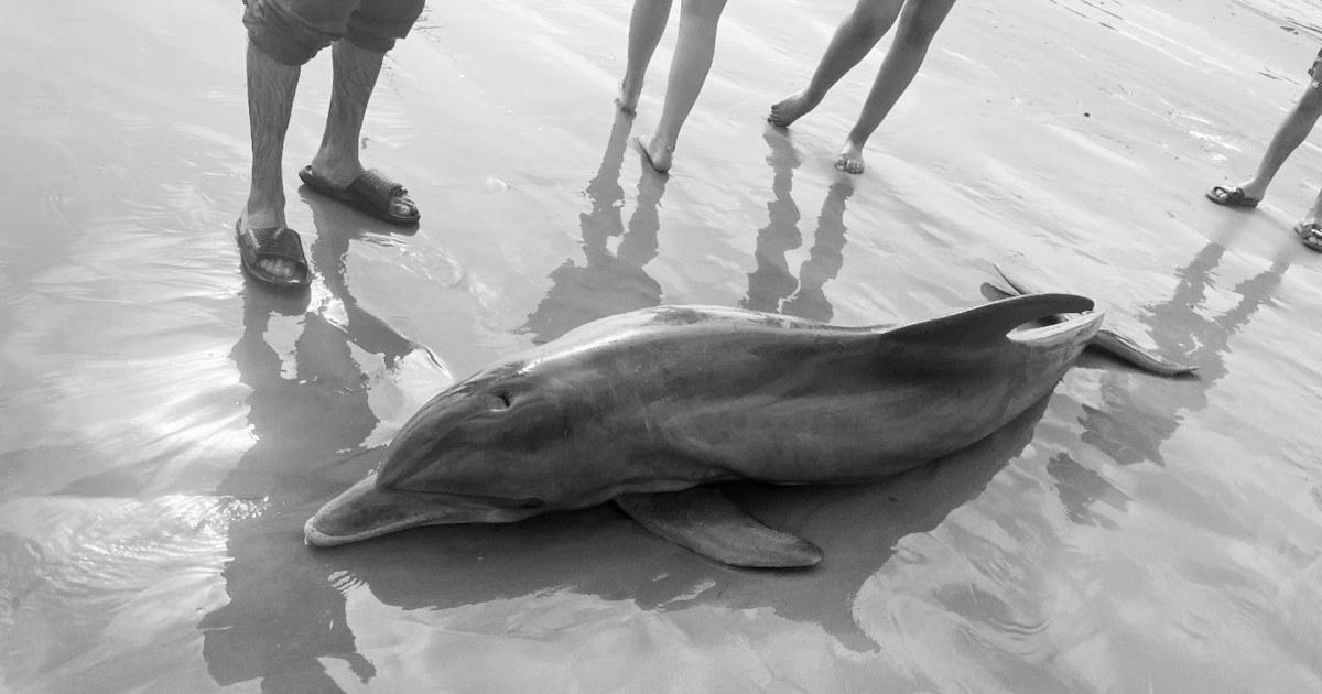 Rewards provided after dolphin ‘harassed to dying’ on Texas beach, another impaled in Florida