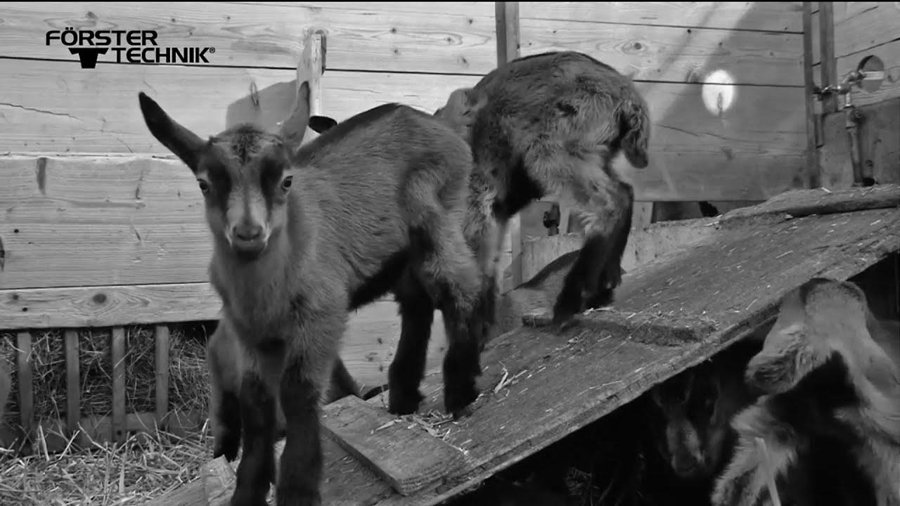 Förster-Technik Automatic lamb feeder ECO (English)