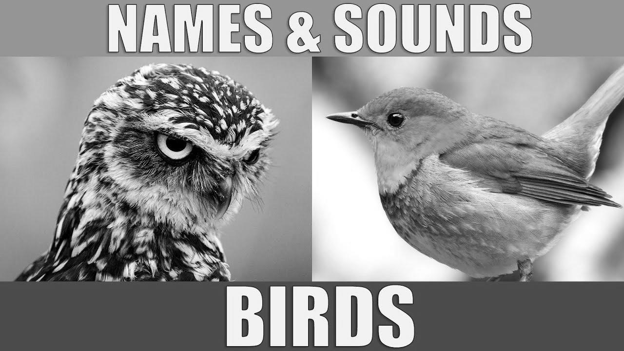 BIRDS Names and Sounds – Study Bird Species in English