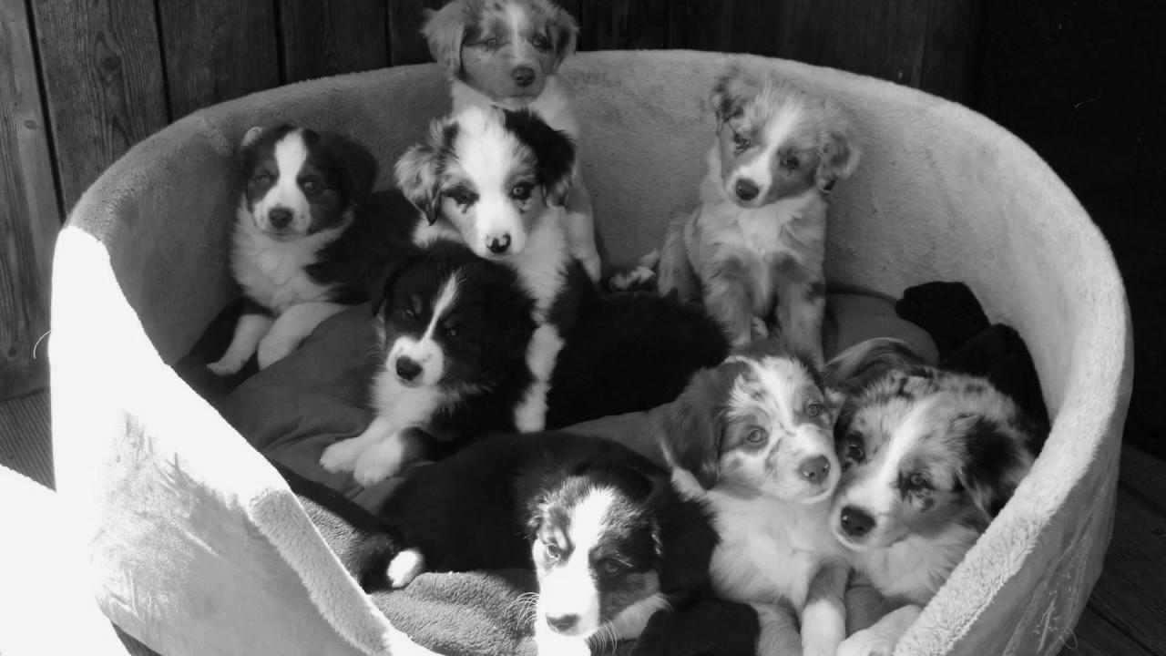 Snowleaf Miniature Australian Shepherds Lala and Search engine optimisation making infants